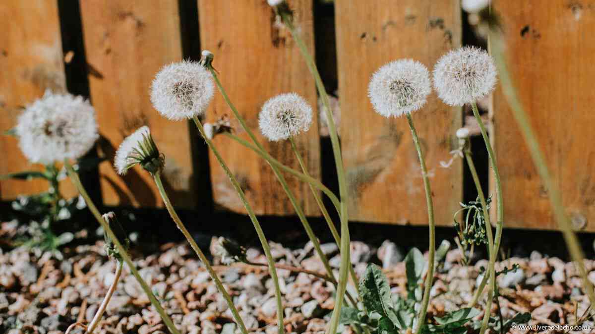 Stop garden weeds for good with 1 household item that snuffs them out