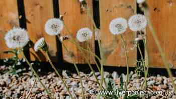 Stop garden weeds for good with 1 household item that snuffs them out