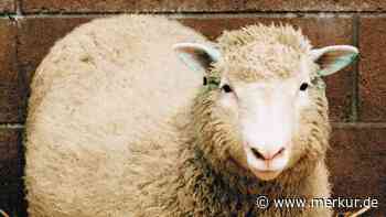 Was wurde aus dem Klonschaf Dolly?