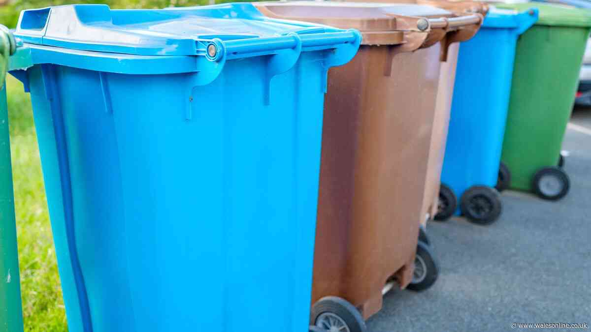Bin expert shares how to stop flies and maggots - 'it's the best defence'
