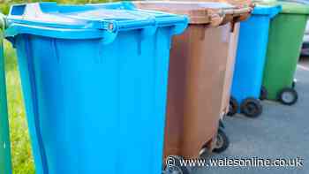 Bin expert shares how to stop flies and maggots - 'it's the best defence'