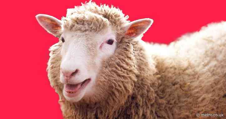 Dolly the sheep at 30: The clone that changed science (and celebrity petdom)