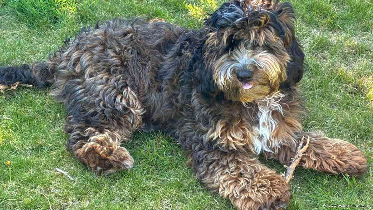 Family made more than £250,000 from illegal puppy breeding