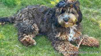 Family made more than £250,000 from illegal puppy breeding