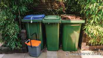 Clear maggots from your bin 'instantly' with easy free method