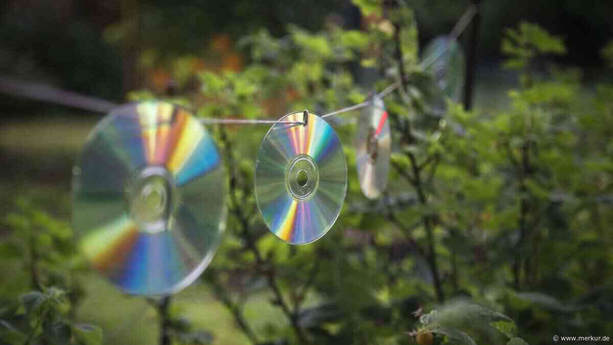 Plastikrabe und Glitzer-CD? Warum Hausmittel gegen Tauben fast nie funktionieren