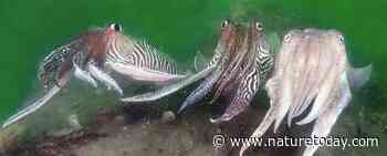 Jaarlijks evenement in zee: zebra-spektakel