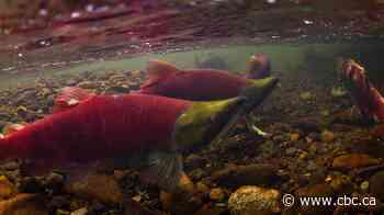 Warm rivers raise concern for salmon in B.C.'s Interior