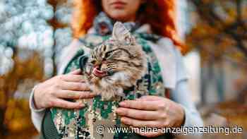 Katzenrucksack-Hype – wann der Ausflug zur Belastung wird