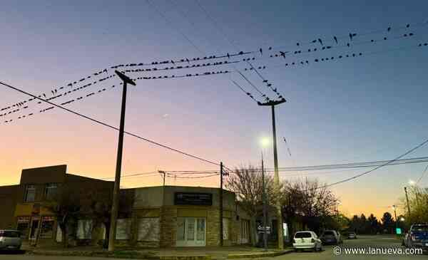 Invasión de loros en Villarino: encuentran un sistema que les causa pánico y los espanta