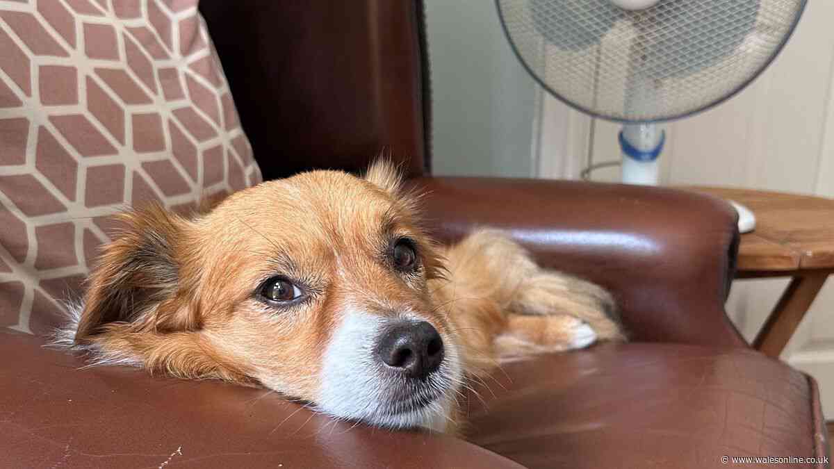 RSPCA says 'dog lockdown' is 'only way' in 34C UK heatwave this week