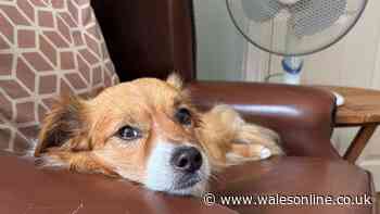 RSPCA says 'dog lockdown' is 'only way' in 34C UK heatwave this week