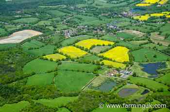 Oilseed rape recovery hopes grow after pest survey