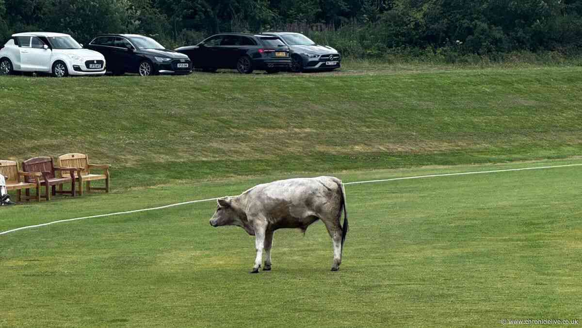 North East cricket match abandoned after runaway bull storms playing field