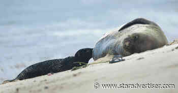 Monk seal pup birth at Kalaeloa prompts calls for protective measures