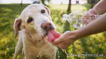 RSPCA issues urgent 'dog lockdown' advice as new UK heatwave set to hit 34C