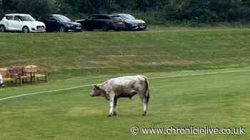 North East cricket match abandoned after runaway bull storms playing field