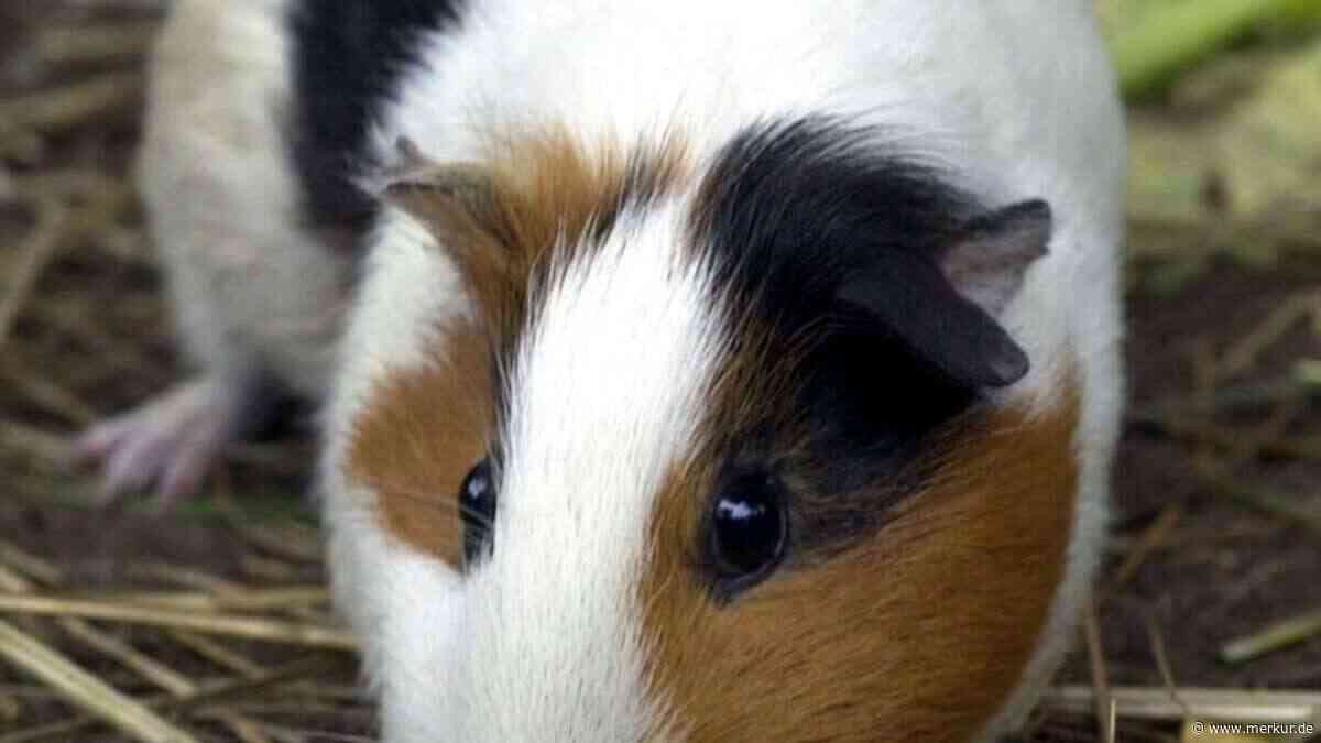 Meerschweinchen frisst nicht mehr – warum Sie sofort handeln sollten