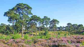 Das lila Wunder der Benelux-Staaten: Warum Sie die Kalmthoutse Heide jetzt unbedingt besuchen sollten