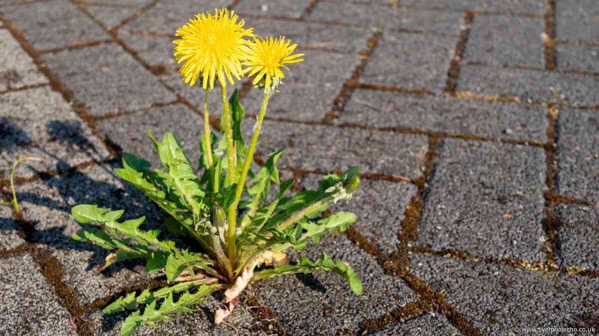 Stop driveway weeds growing this summer with 1 natural method loved by experts