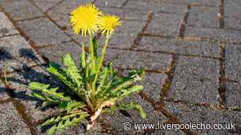 Stop driveway weeds growing this summer with 1 natural method loved by experts