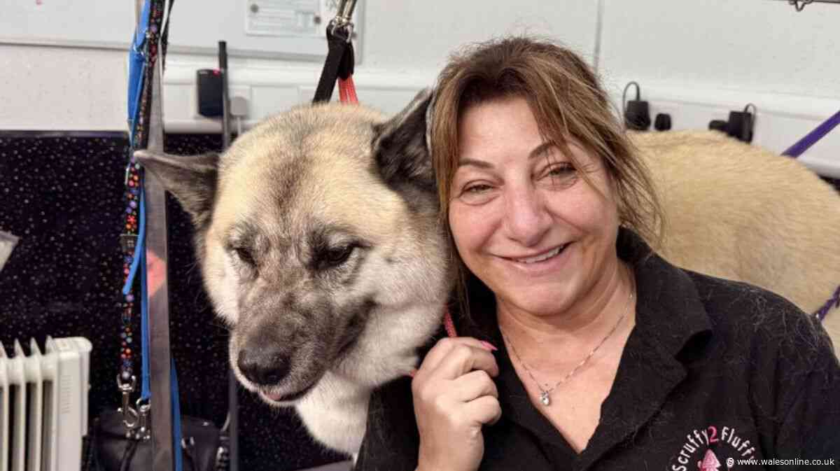 'Terrified dogs hit, dragged around and left in cages for hours' at grooming parlour