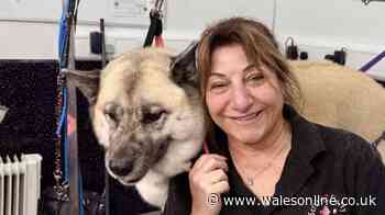 'Terrified dogs hit, dragged around and left in cages for hours' at grooming parlour