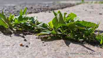Driveway weeds will disappear and not come back this summer when sprayed with 1 item
