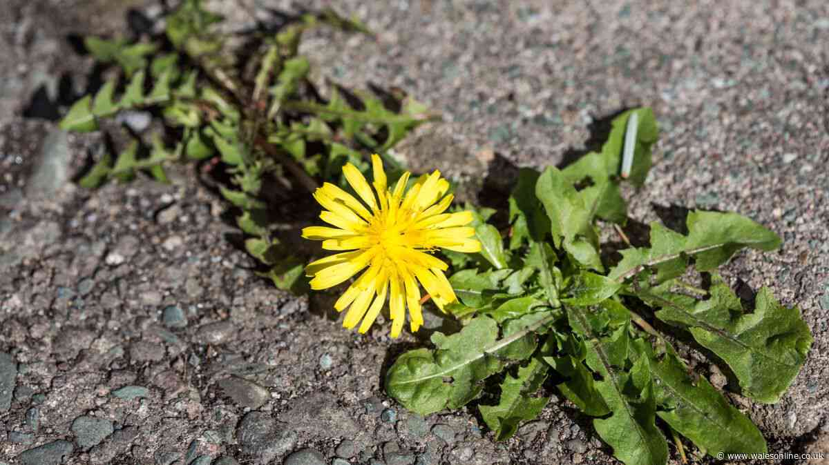 Patio weeds will disappear and not grow back when sprayed with 1 item this summer