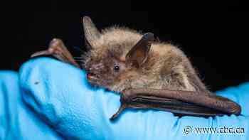 Doctor warns of rabies risks — and offers safety tips — after bat exposures jump in B.C.'s Interior