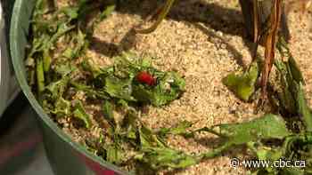 Lily beetles infest Saskatchewan gardens, forcing people to rip out whole plants