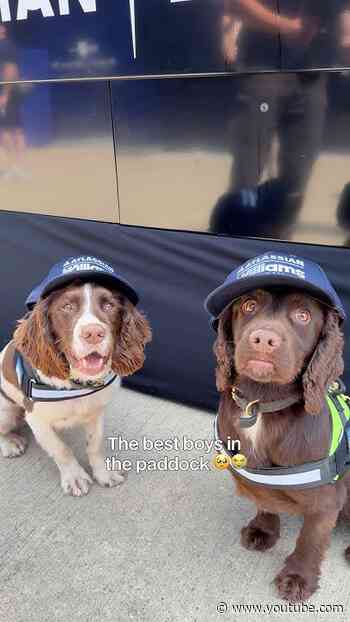 Updating Jack and Rolo's badges from last year 🥹💙 #f1