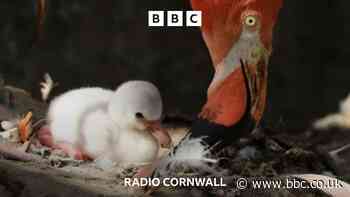 Paradise Park celebrates Flamingo chick arrival