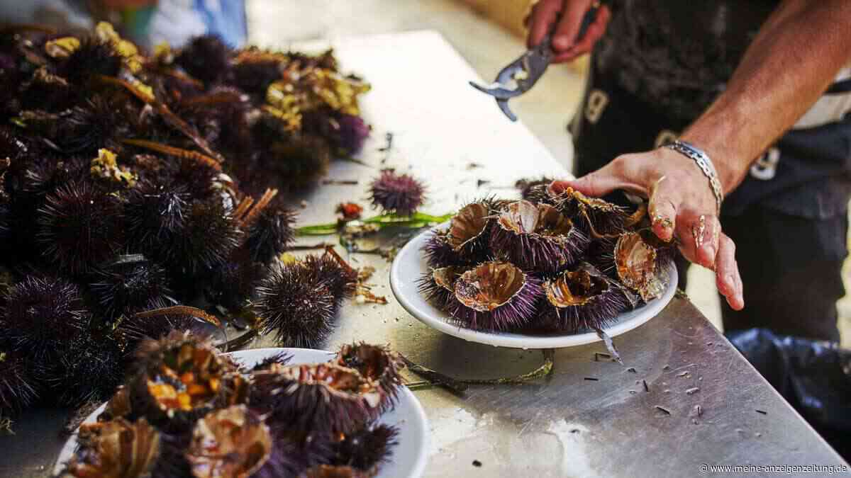 Seeigel in Italien: Wie ein Spaghetti-Gericht dem Meer schadet