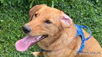 Cool cats and hot dogs: Dr. Shane Bateman explains how to keep pets safe when summer heats up