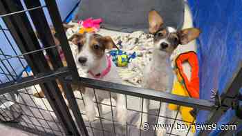 St. Petersburg animal shelter expansion delayed after DeSantis veto