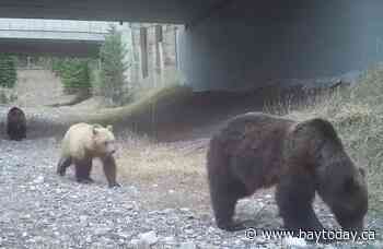 Hidden Canadian passageways are helping wildlife cross the road — and saving lives