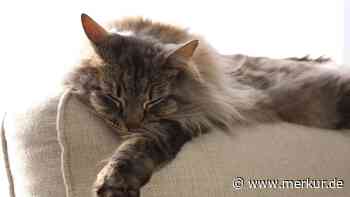Warum werden Katzen bei Hitze „flüssig“?