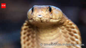 Thailand King Cobra Rescue: Team frees 11-foot snake; highlights rising human–snake encounters
