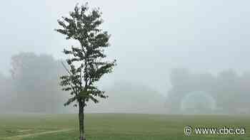 Near-zero visibility prompts fog advisory for Hamilton area