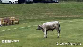 Cricket match abandoned after bull storms pitch