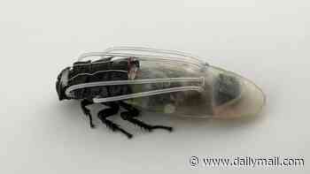 Scientists develop diving suits for cyborg cockroach swarms - and it could enable them to explore Mars
