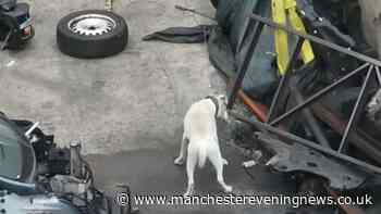 RSPCA responds after social media video shows dog chained up in Salford