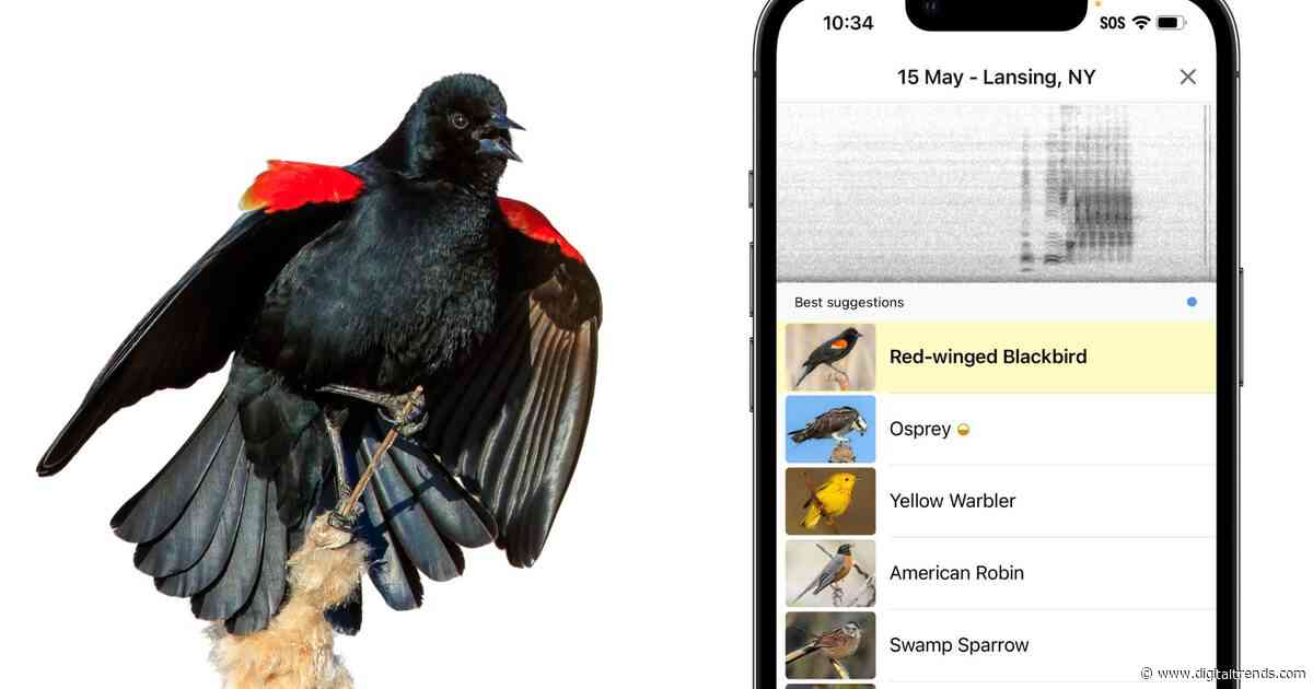 Merlin bird ID app is now eyeing a global database of our vanishing feathery friends