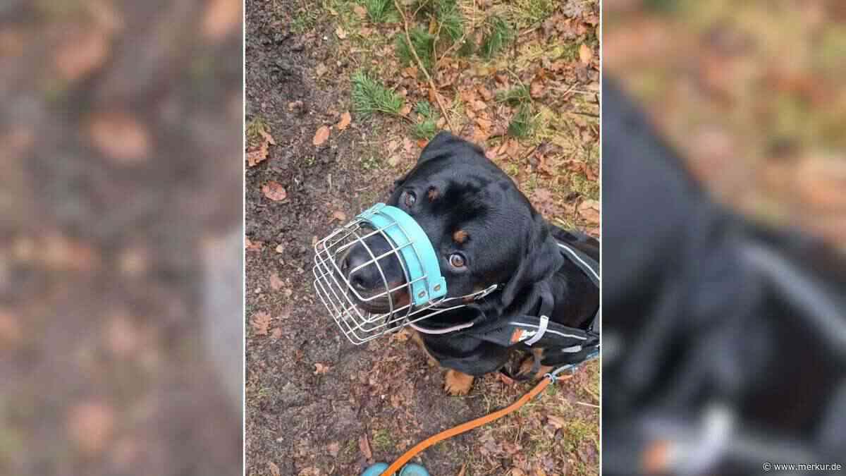 „Mal wieder wurde er im Stich gelassen.....“: Tierheim sucht erneut Zuhause für Hund Chapo