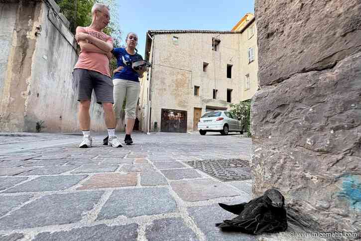 Canicule : des maraudes urbaines organisées tous les soirs à Draguignan pour sauver les oiseaux tombés des nids