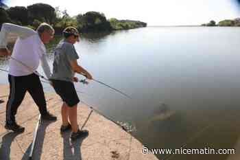Un pilon de poulet au bout d’une canne pour traquer le crabe bleu à Fréjus