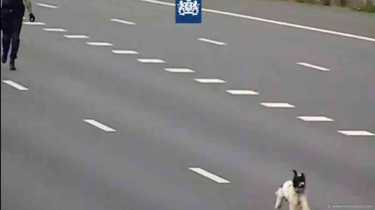 Verdwaalde hond rent A16 op, Drechttunnel in: agenten stoppen verkeer en zetten achtervolging in