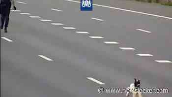 Verdwaalde hond rent A16 op, Drechttunnel in: agenten stoppen verkeer en zetten achtervolging in
