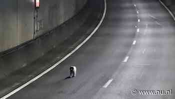 Verdwaalde hond rent over A16, verkeer tijdelijk stopgezet